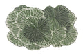 Corals